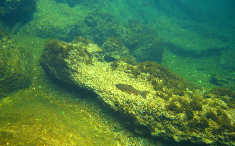 Immersione in fiume austriaco